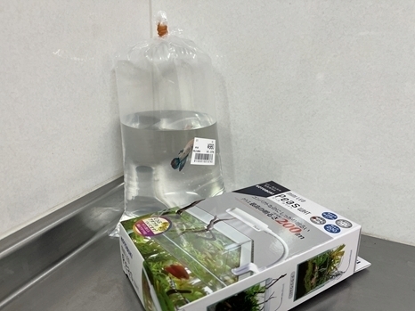 betta_6.jpg