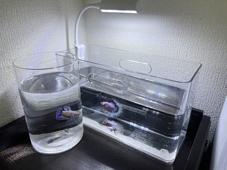 betta_7.jpg